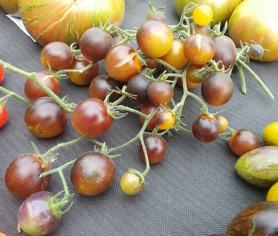 Индиго Кумкват